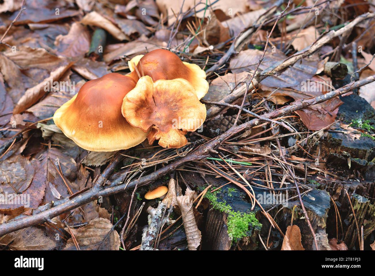 funghi velenosi su un ceppo Foto Stock