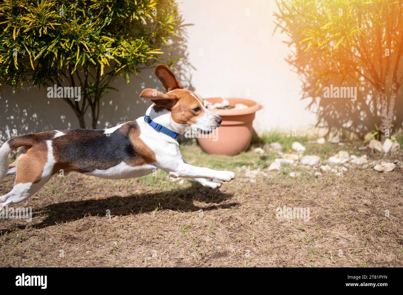 Il cane Beagle corre sul retro del cortile durante il giorno di sole Foto Stock