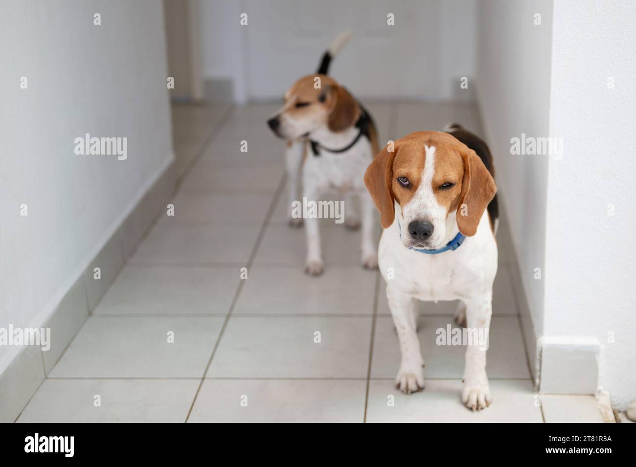 Due cani beagle stanno in casa per proteggere la proprietà Foto Stock