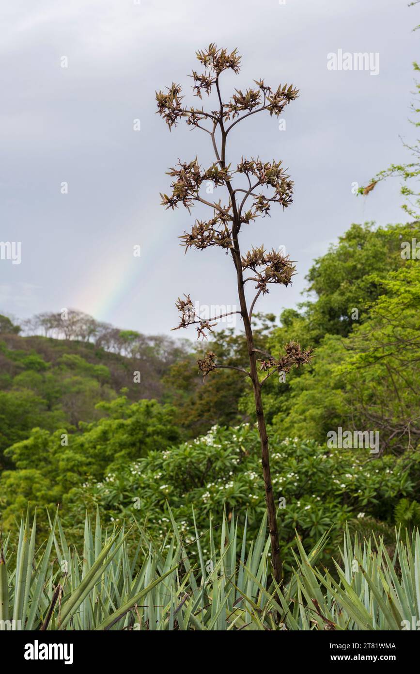 Diversi tipi di fiori catturano nelle foto, per vedere la loro bellezza e i loro dettagli. Foto Stock