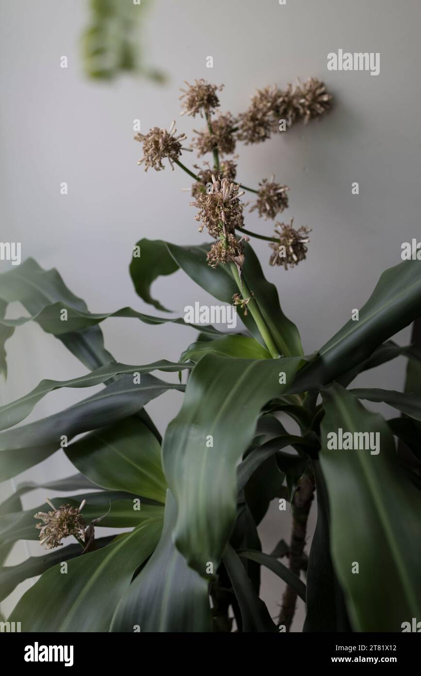 Diversi tipi di fiori catturano nelle foto, per vedere la loro bellezza e i loro dettagli. Foto Stock