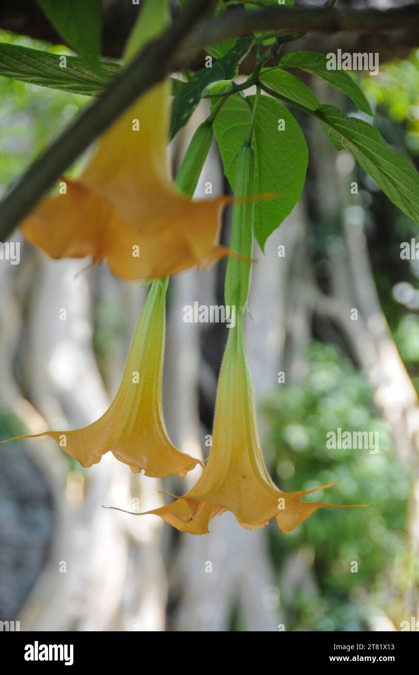 Diversi tipi di fiori catturano nelle foto, per vedere la loro bellezza e i loro dettagli. Foto Stock