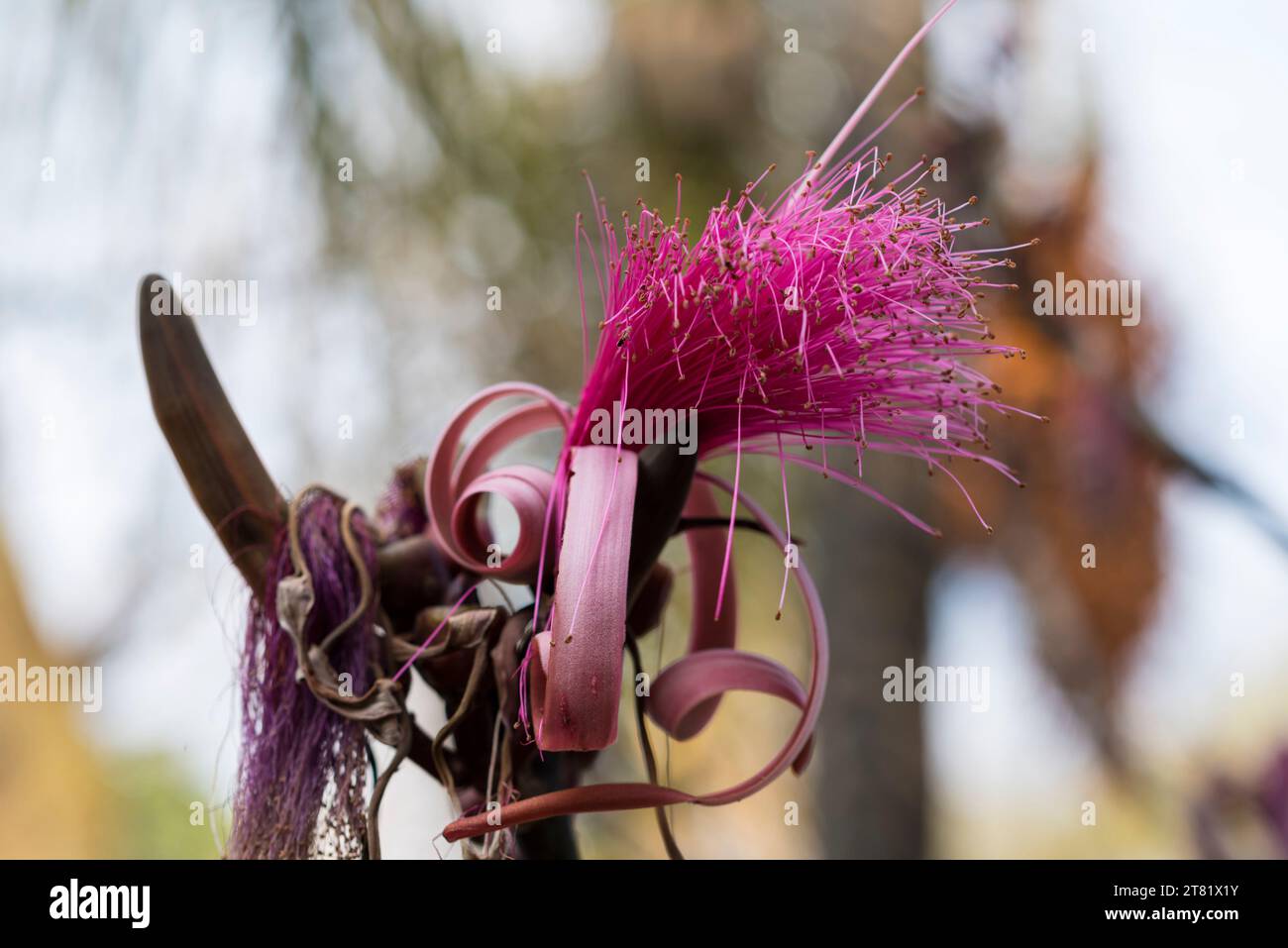 Diversi tipi di fiori catturano nelle foto, per vedere la loro bellezza e i loro dettagli. Foto Stock