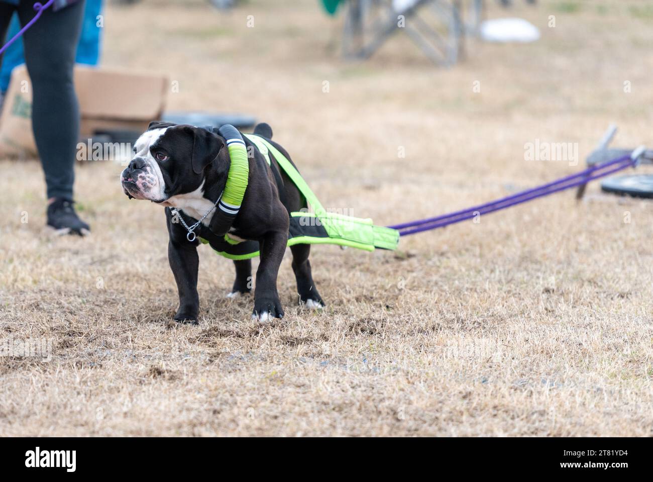 Bulldog inglese Olde bianco e nero che tira pesi sull'erba Foto Stock