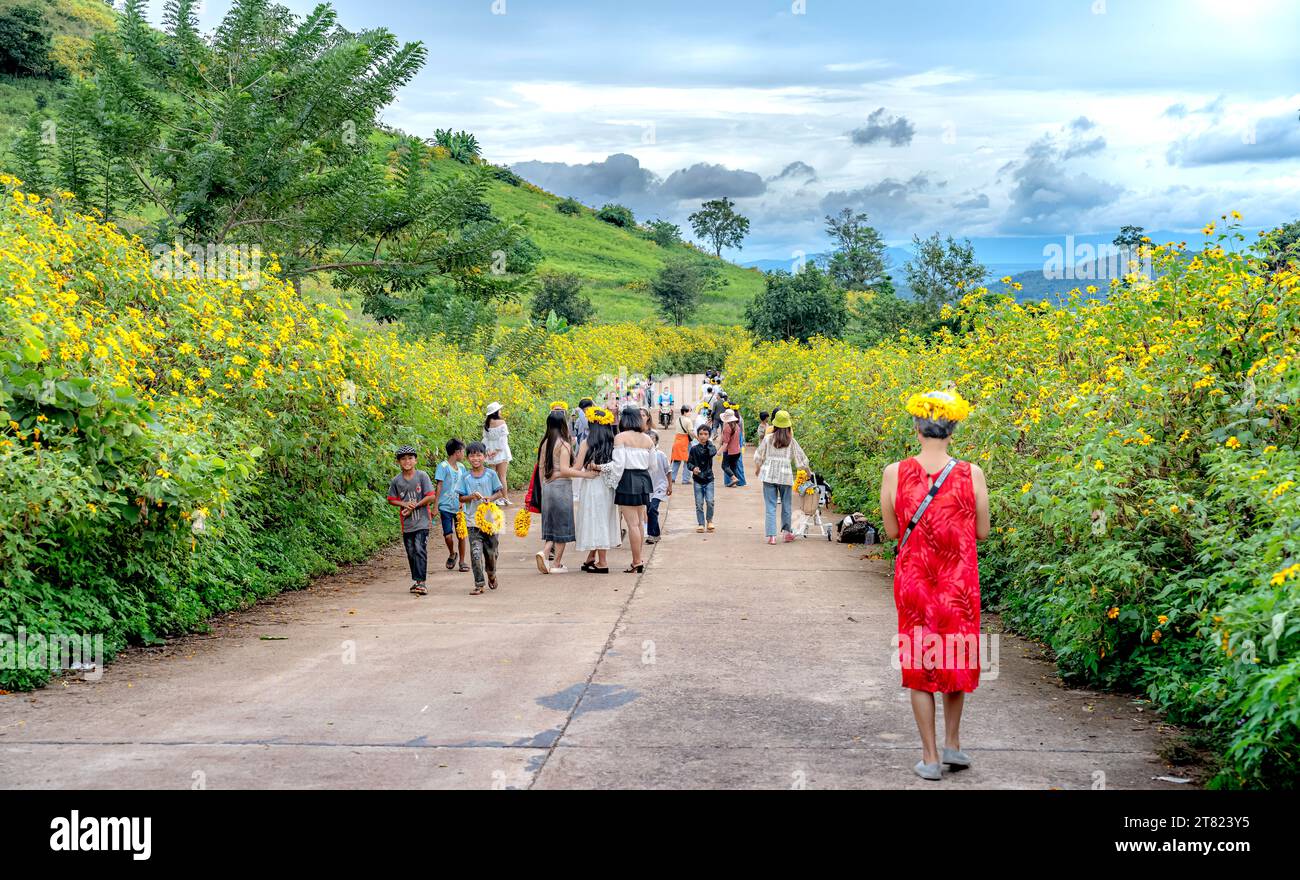 La stagione dei girasoli selvatici fiorisce ovunque sull'altopiano. Molti turisti e fotografi vengono qui per visitare e scattare foto di girasole selvatico Foto Stock