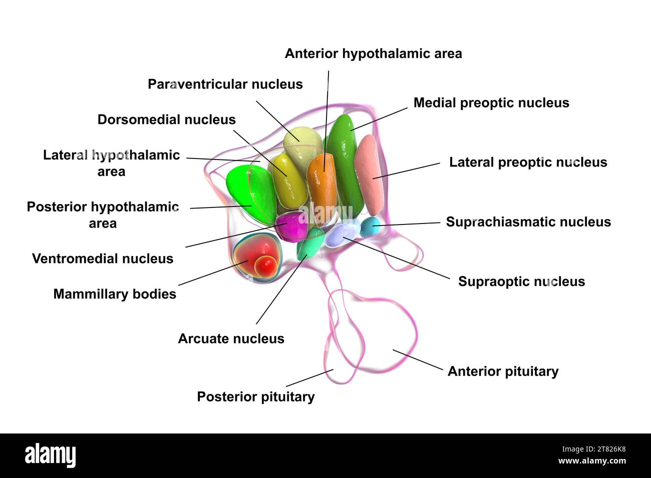 Nuclei ipotalamici, illustrazione Foto Stock Nuclei ipotalamici, illustrazione Foto Stock