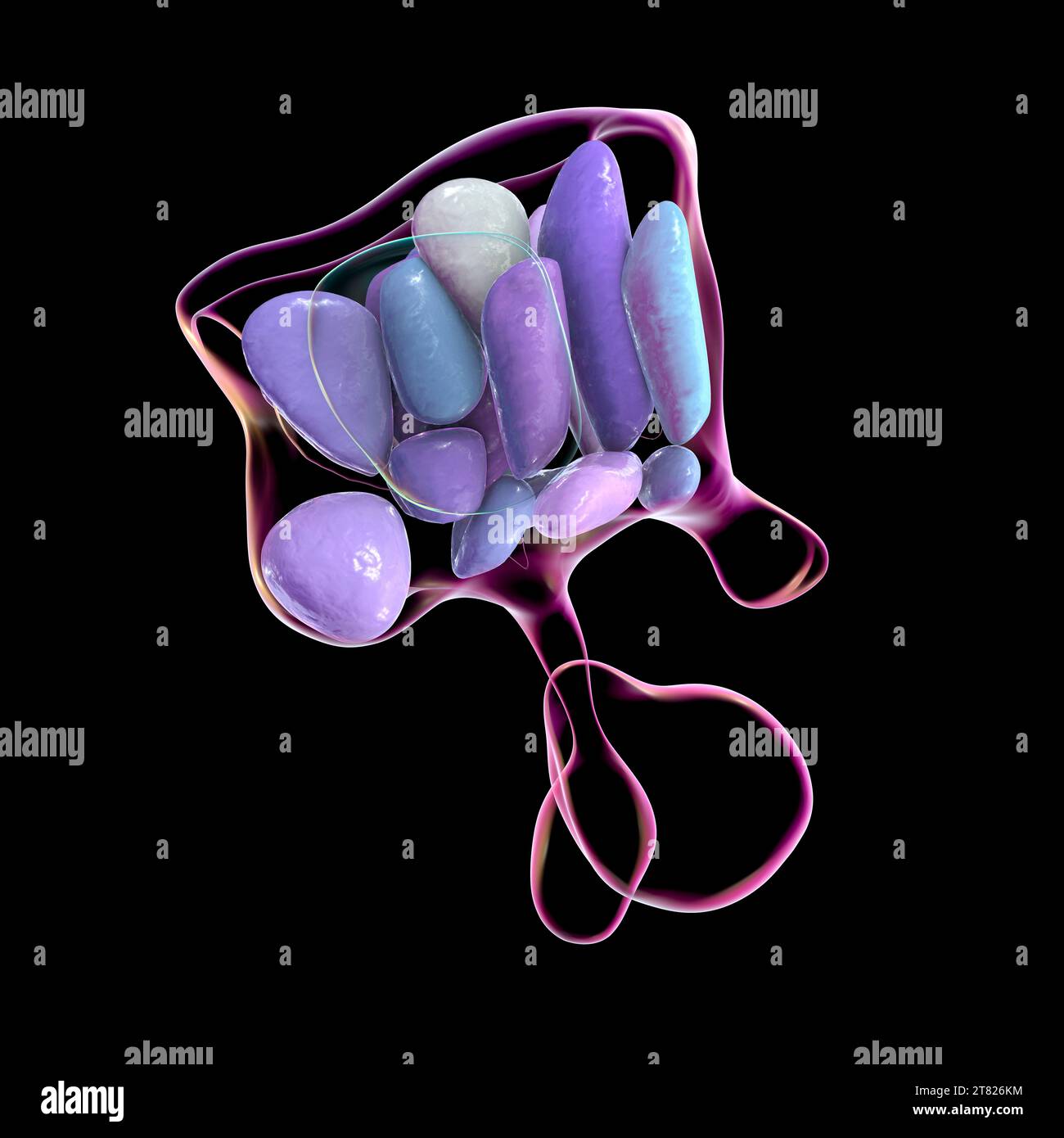 Nuclei ipotalamici, illustrazione Foto Stock Nuclei ipotalamici, illustrazione Foto Stock