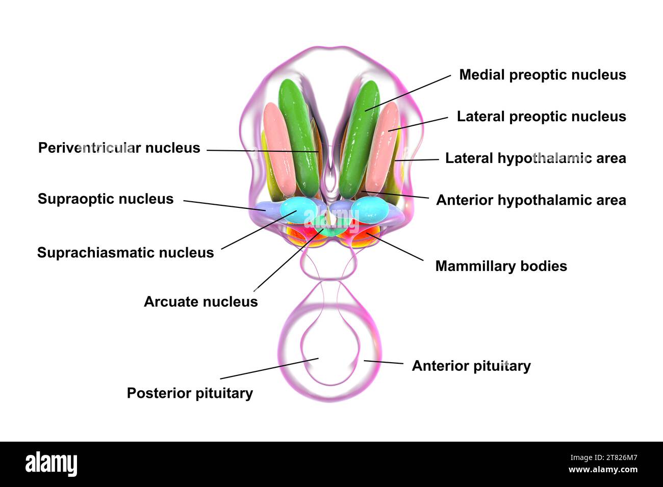 Nuclei ipotalamici, illustrazione Foto Stock Nuclei ipotalamici, illustrazione Foto Stock