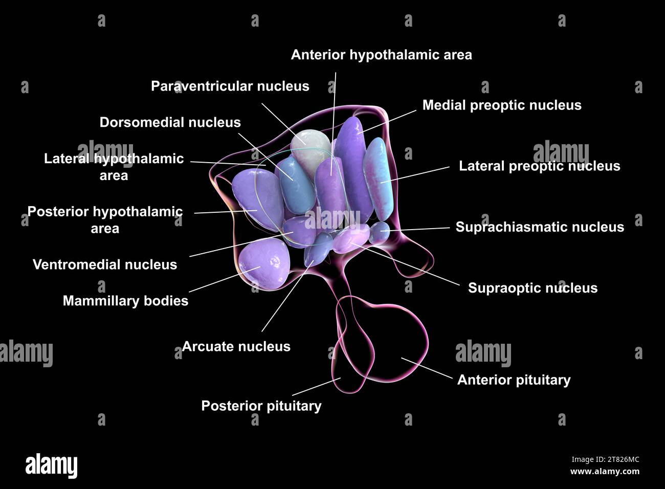 Nuclei ipotalamici, illustrazione Foto Stock Nuclei ipotalamici, illustrazione Foto Stock