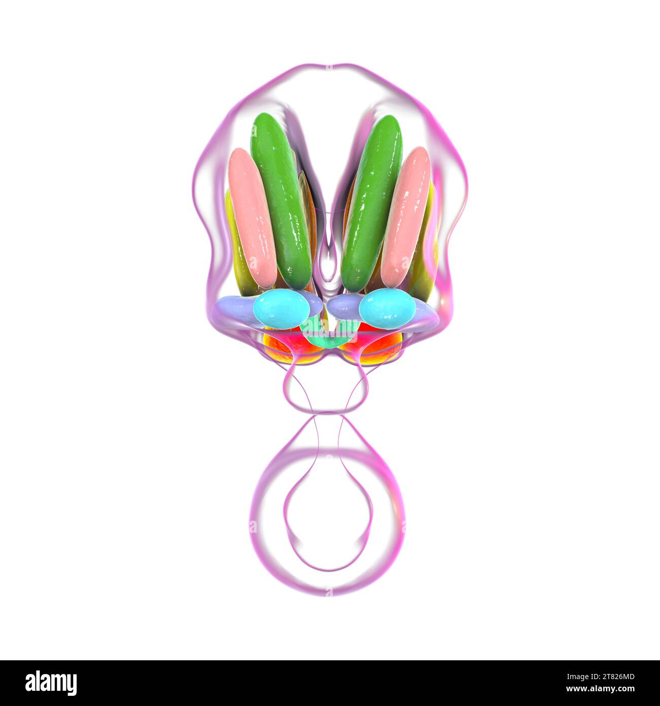 Nuclei ipotalamici, illustrazione Foto Stock Nuclei ipotalamici, illustrazione Foto Stock