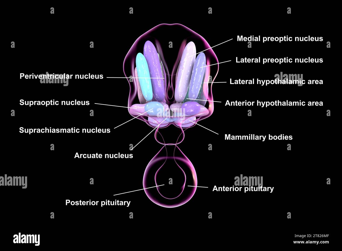 Nuclei ipotalamici, illustrazione Foto Stock Nuclei ipotalamici, illustrazione Foto Stock