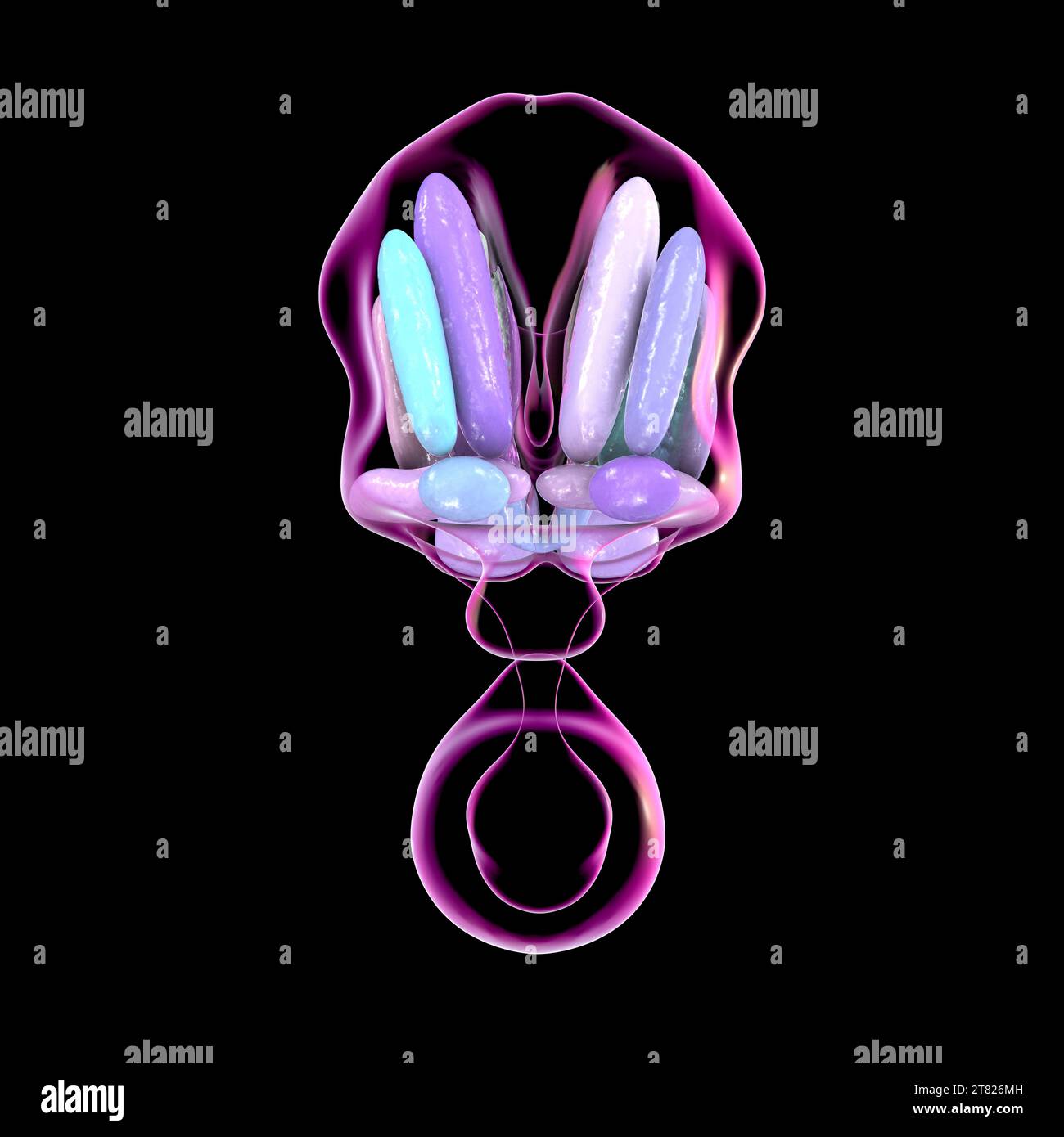 Nuclei ipotalamici, illustrazione Foto Stock Nuclei ipotalamici, illustrazione Foto Stock