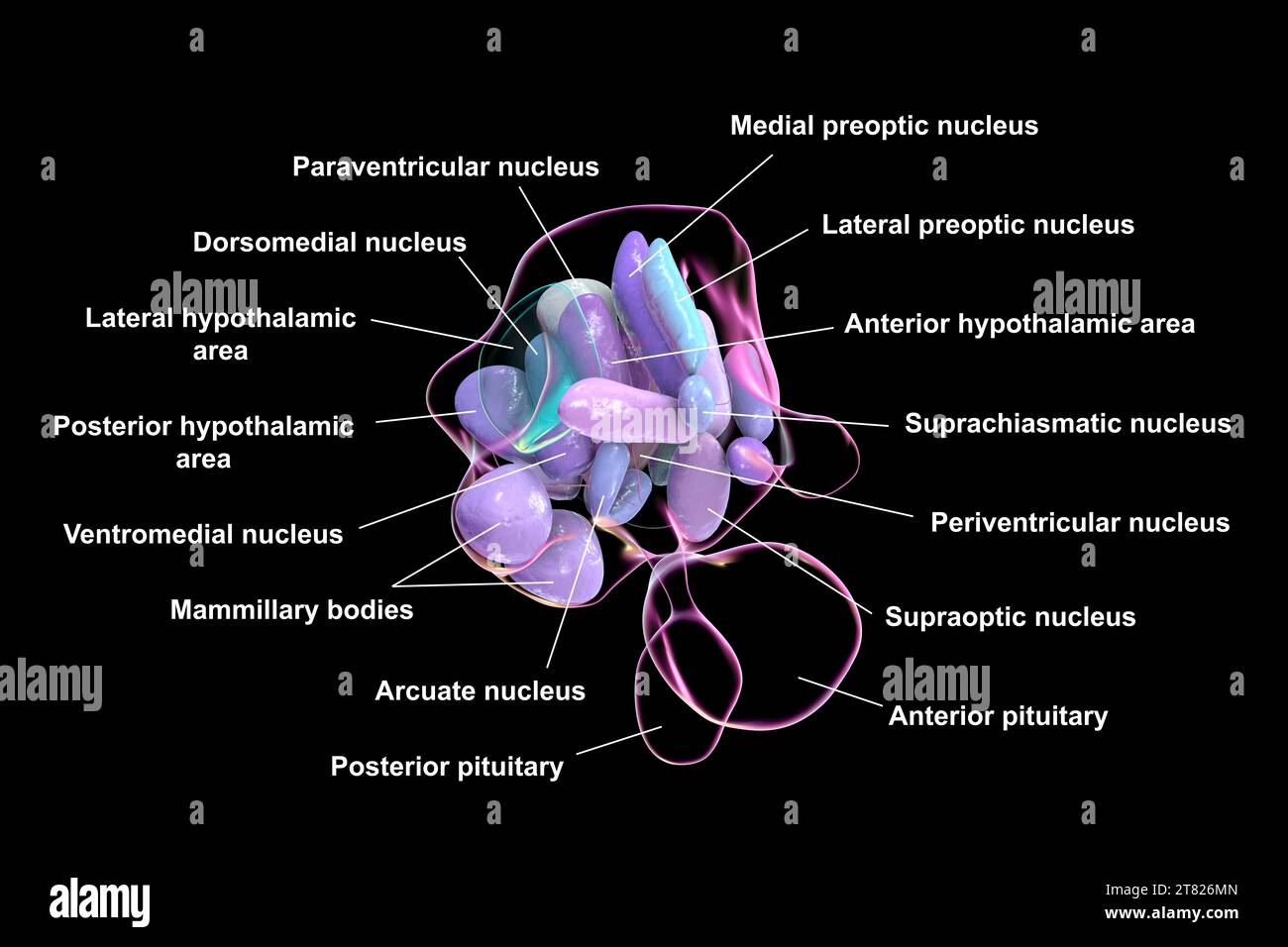 Nuclei ipotalamici, illustrazione Foto Stock Nuclei ipotalamici, illustrazione Foto Stock