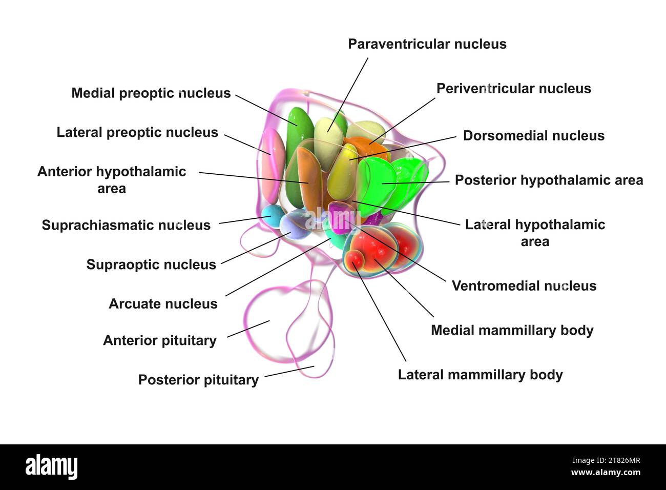 Nuclei ipotalamici, illustrazione Foto Stock Nuclei ipotalamici, illustrazione Foto Stock