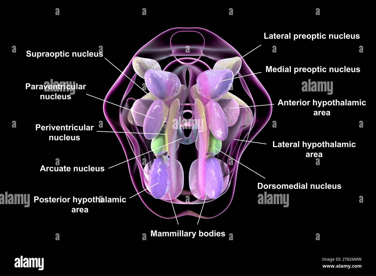 Nuclei ipotalamici, illustrazione Foto Stock Nuclei ipotalamici, illustrazione Foto Stock
