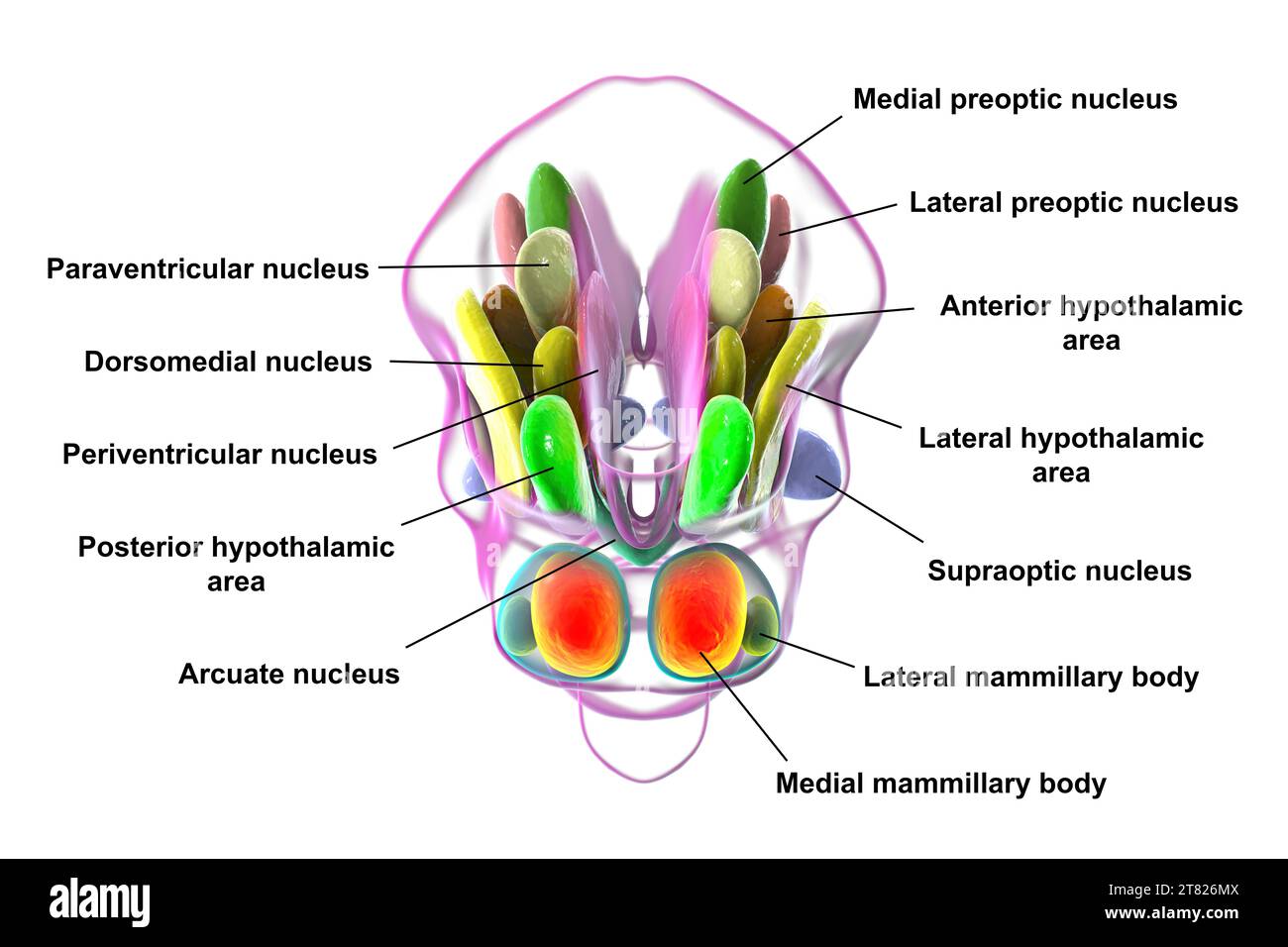 Nuclei ipotalamici, illustrazione Foto Stock Nuclei ipotalamici, illustrazione Foto Stock