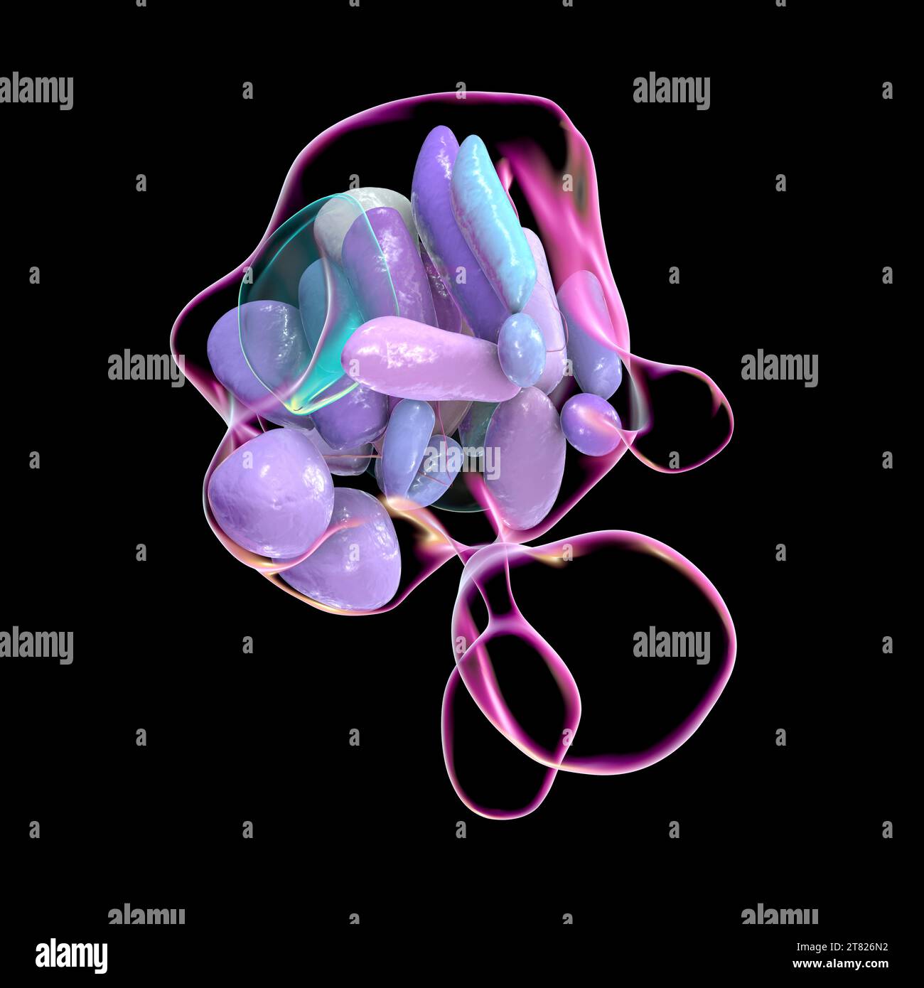 Nuclei ipotalamici, illustrazione Foto Stock Nuclei ipotalamici, illustrazione Foto Stock