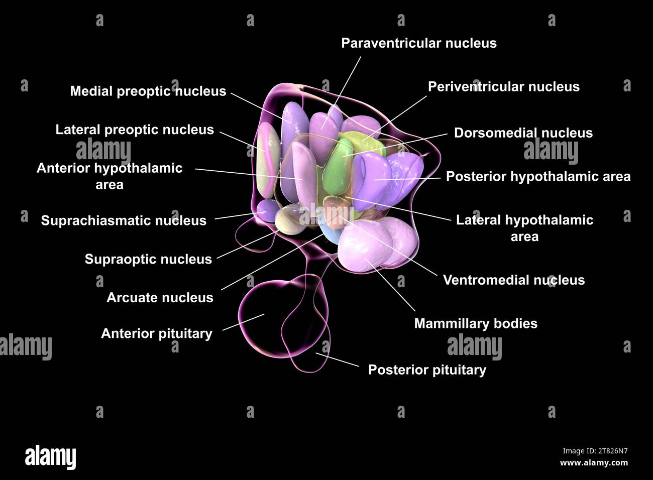 Nuclei ipotalamici, illustrazione Foto Stock Nuclei ipotalamici, illustrazione Foto Stock