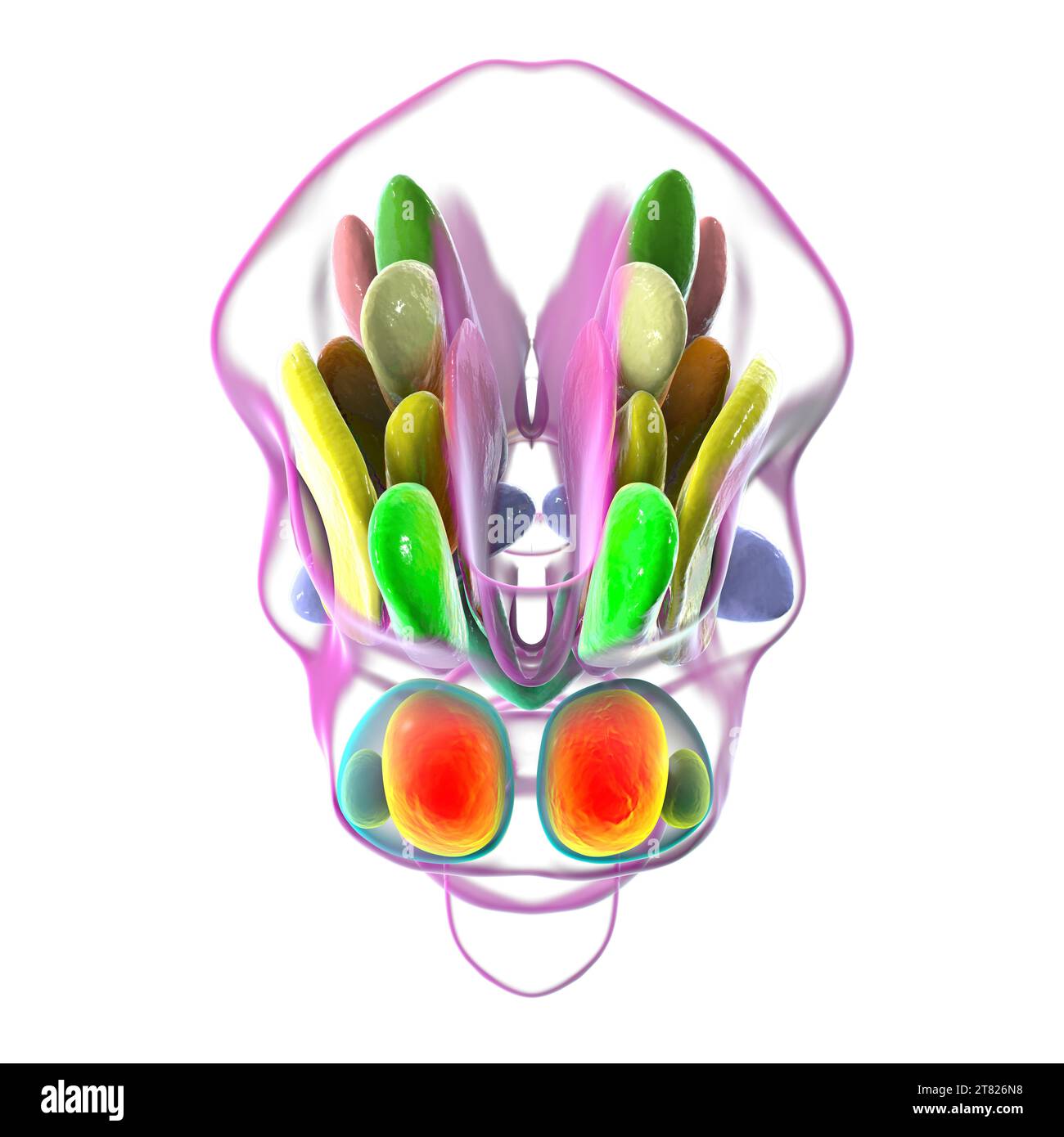 Nuclei ipotalamici, illustrazione Foto Stock Nuclei ipotalamici, illustrazione Foto Stock