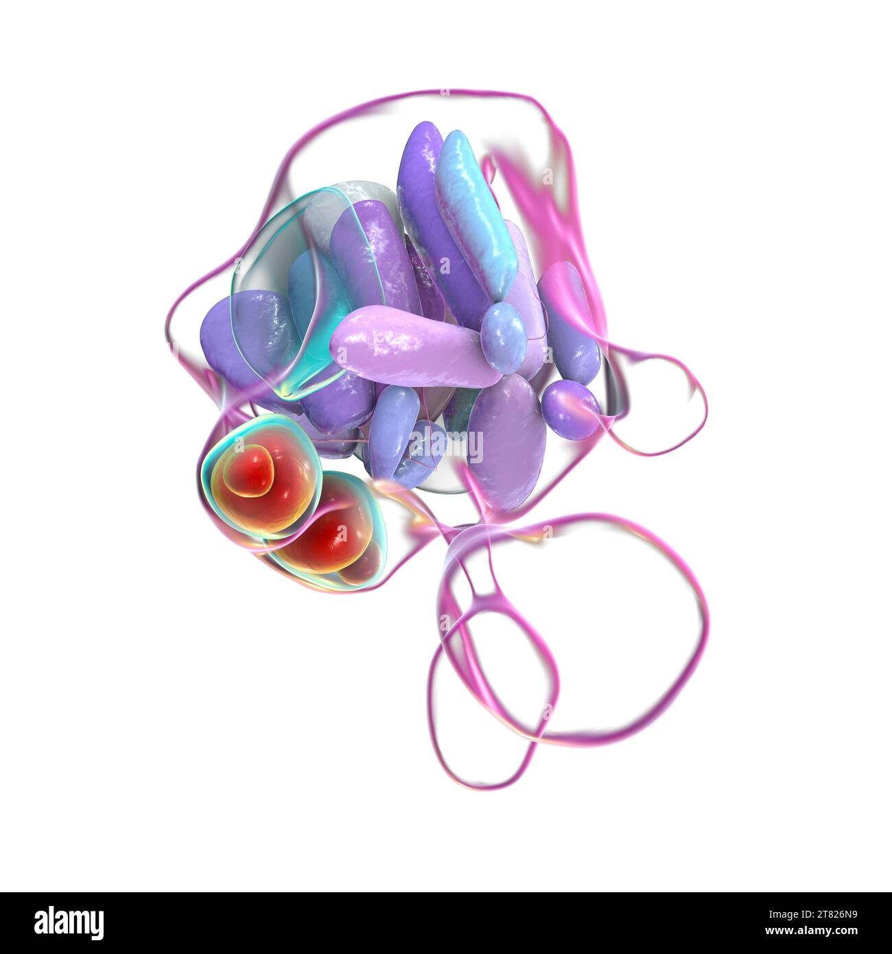 Nuclei ipotalamici, illustrazione Foto Stock Nuclei ipotalamici, illustrazione Foto Stock