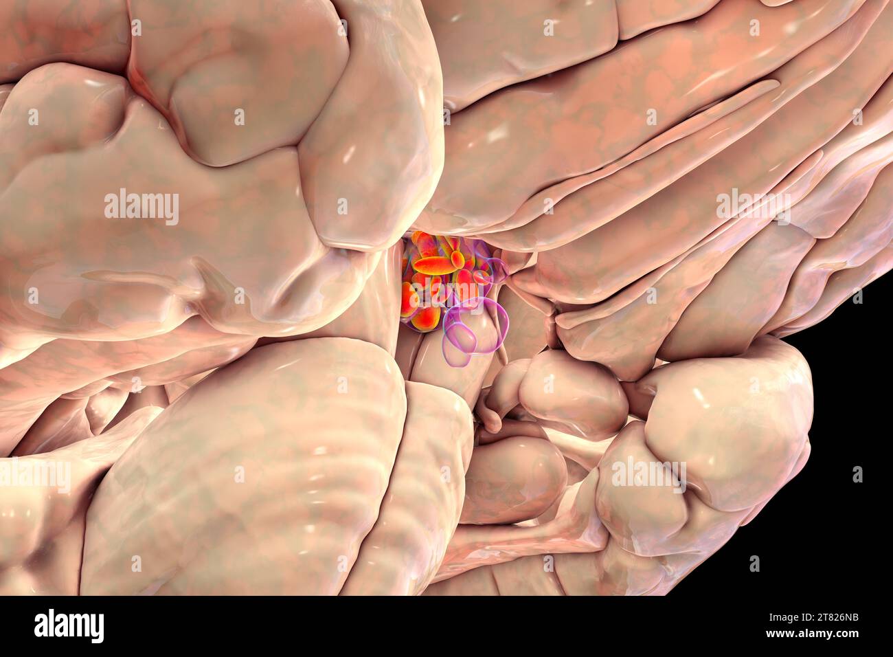 Nuclei ipotalamici, illustrazione Foto Stock Nuclei ipotalamici, illustrazione Foto Stock