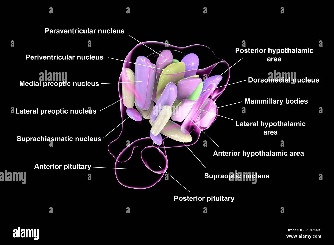Nuclei ipotalamici, illustrazione Foto Stock Nuclei ipotalamici, illustrazione Foto Stock
