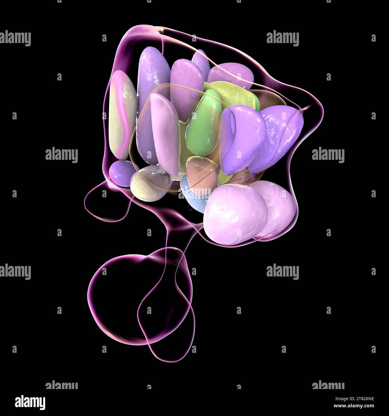 Nuclei ipotalamici, illustrazione Foto Stock Nuclei ipotalamici, illustrazione Foto Stock