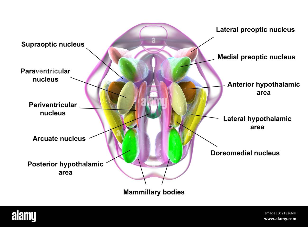 Nuclei ipotalamici, illustrazione Foto Stock Nuclei ipotalamici, illustrazione Foto Stock