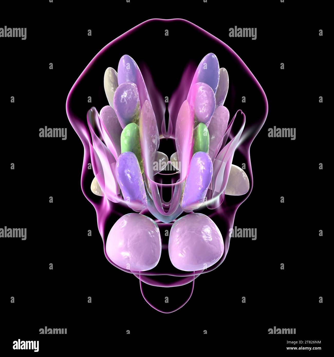 Nuclei ipotalamici, illustrazione Foto Stock Nuclei ipotalamici, illustrazione Foto Stock