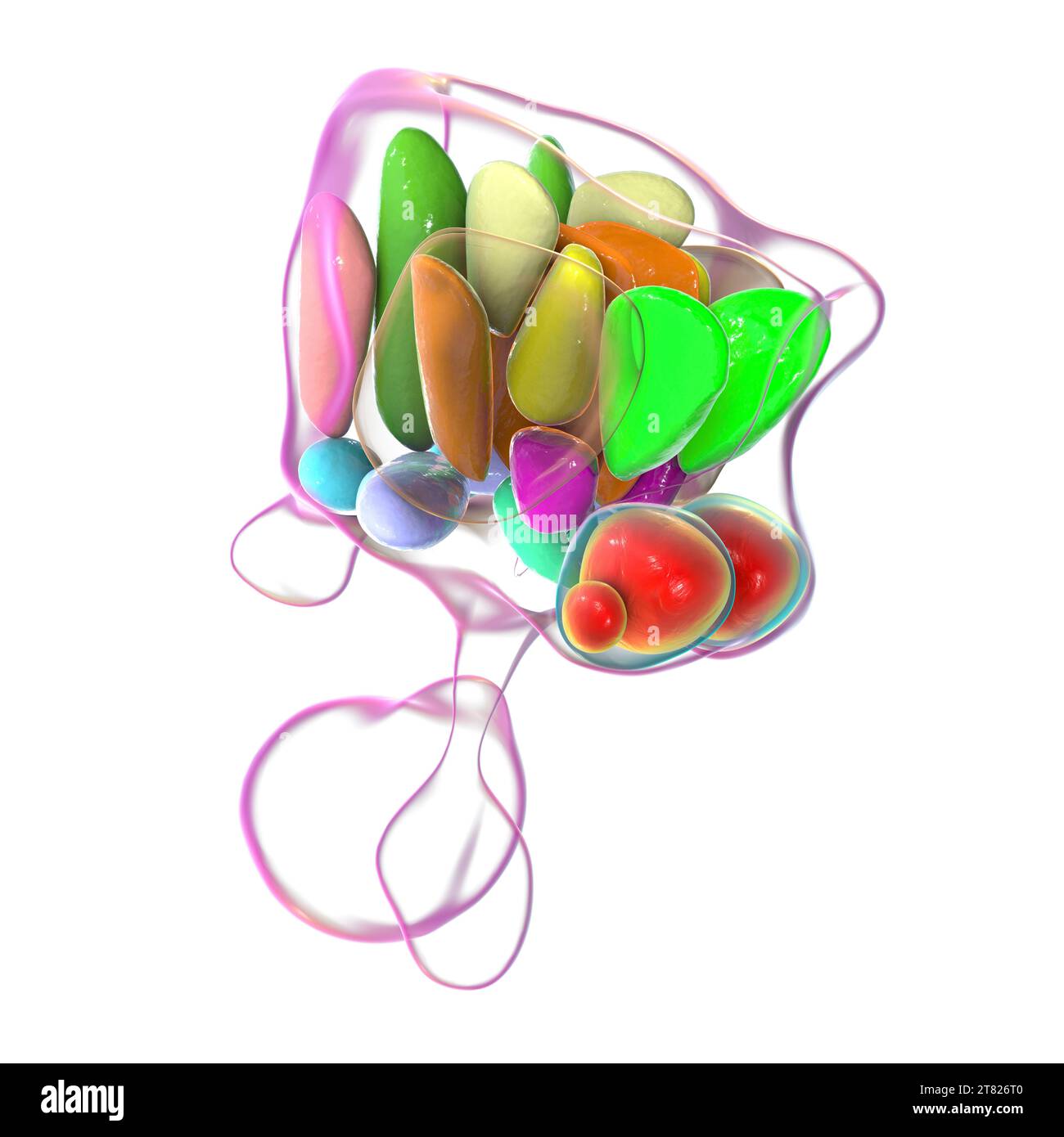 Nuclei ipotalamici, illustrazione Foto Stock Nuclei ipotalamici, illustrazione Foto Stock