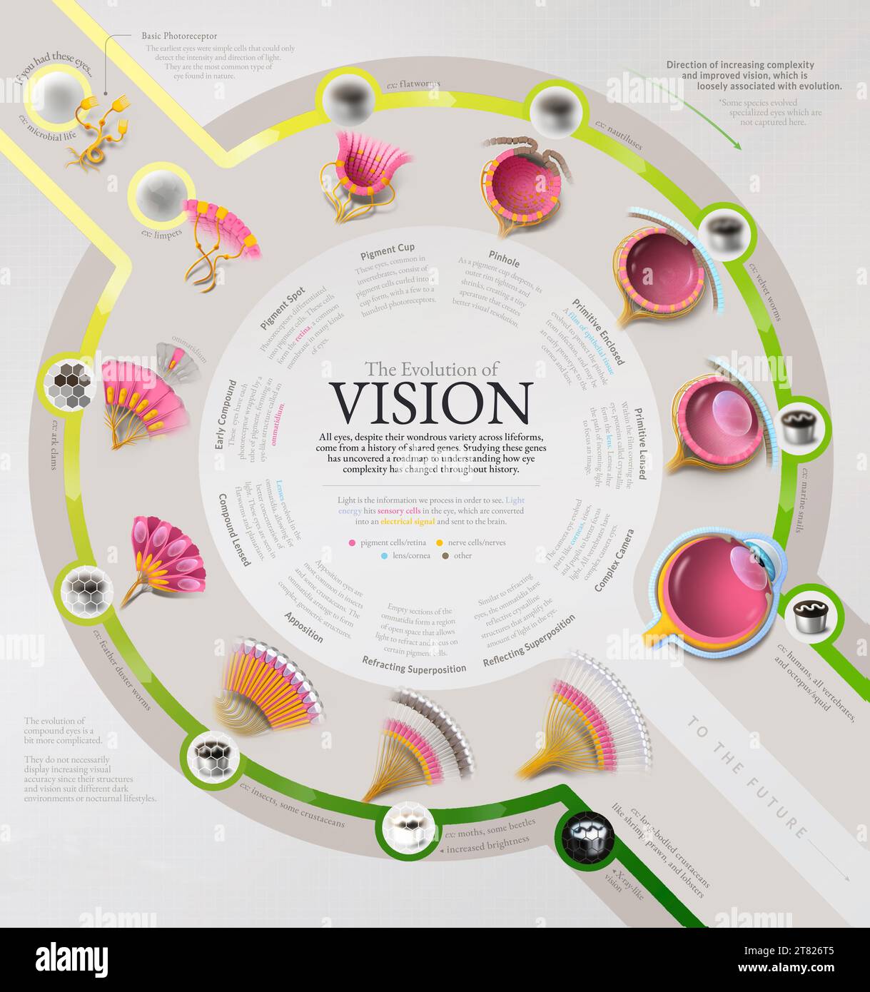 Evoluzione dell'occhio, illustrazione Foto Stock