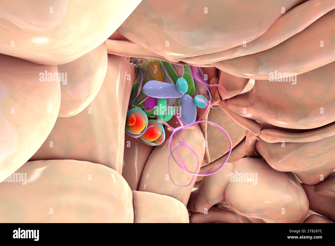 Nuclei ipotalamici, illustrazione Foto Stock Nuclei ipotalamici, illustrazione Foto Stock