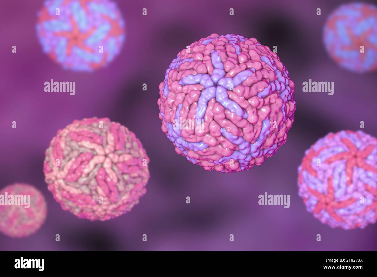 Virus Dengue, illustrazione Foto Stock