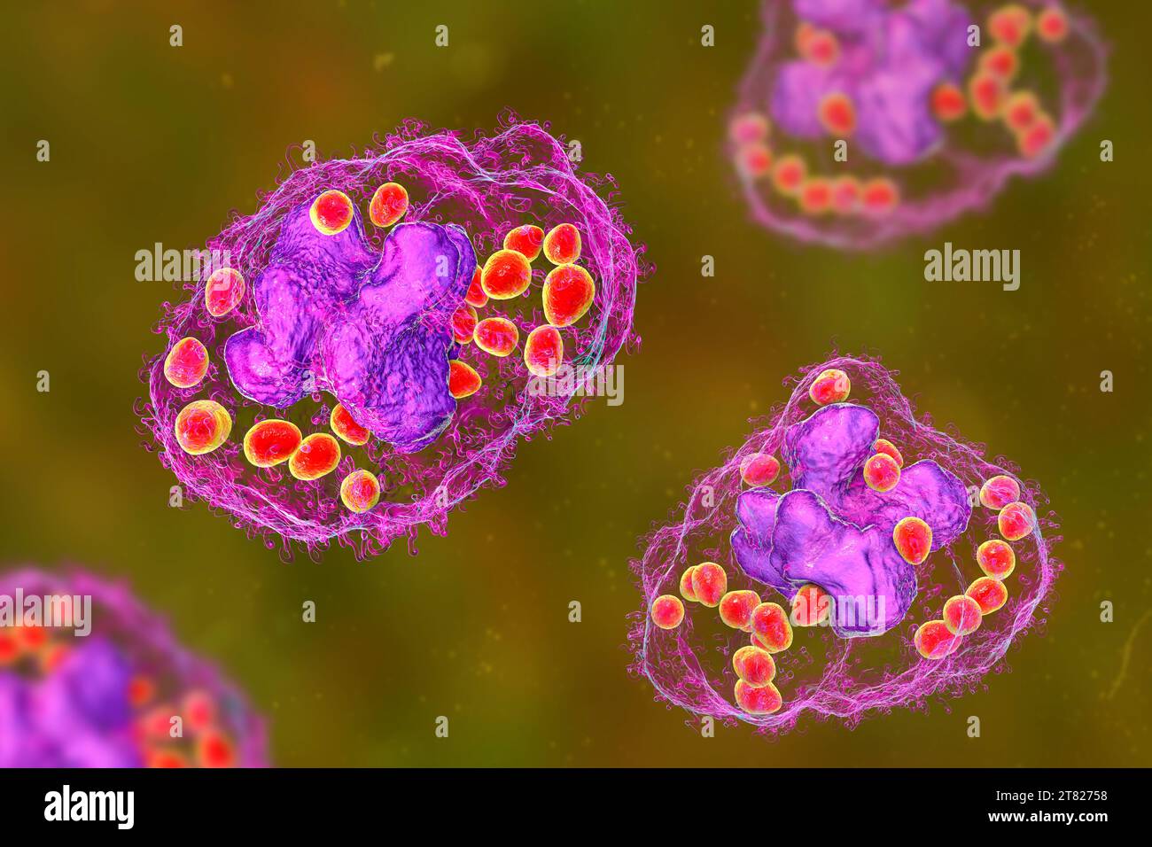 Istoplasma capsulato fungo in un macrofago, illustrazione Foto Stock