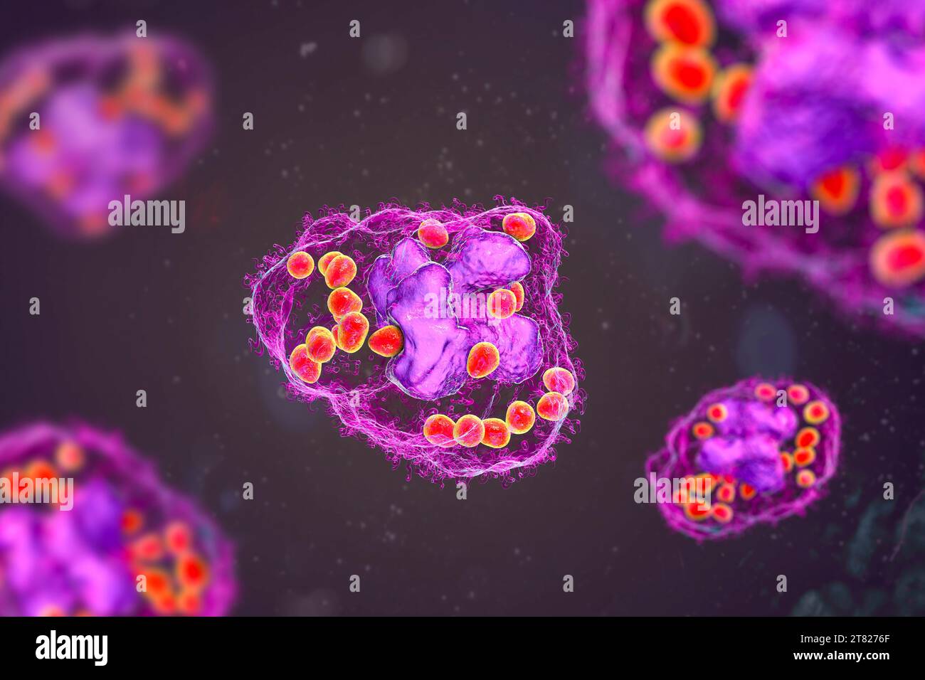 Istoplasma capsulato fungo in un macrofago, illustrazione Foto Stock