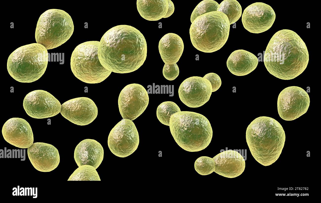 Histoplasma capsulatum fungo, illustrazione Foto Stock