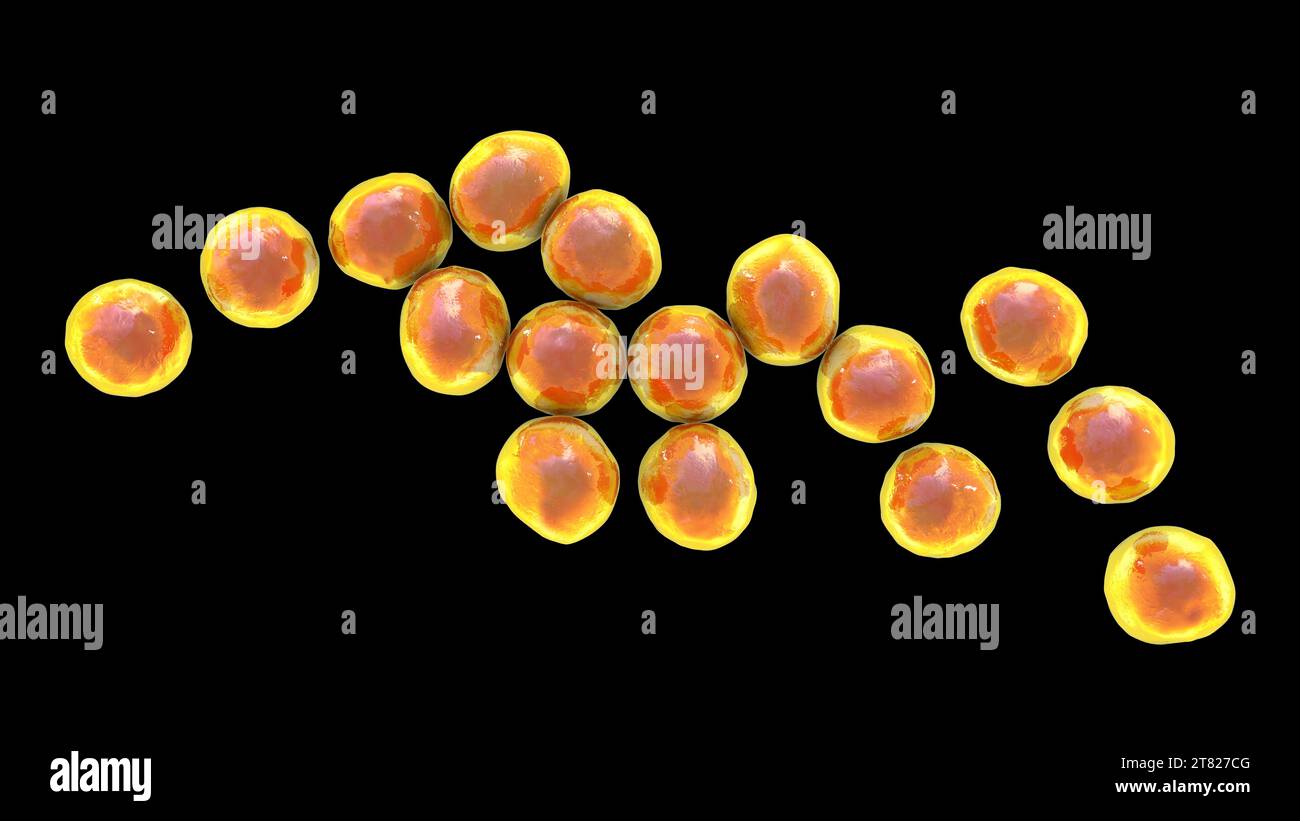 Batteri Staphylococcus, illustrazione Foto Stock