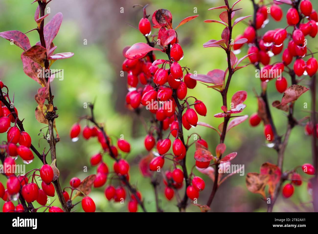 Berberys Thunberga Berberis thunbergii bacche rosse sul ruscello fuoco selettivo Foto Stock