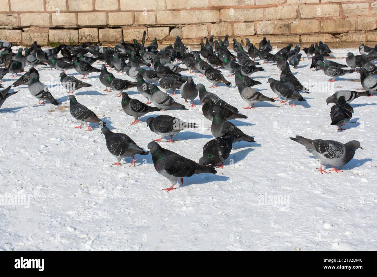 Adorabili uccelli piccione, colombe della città vivono in un ambiente urbano Foto Stock