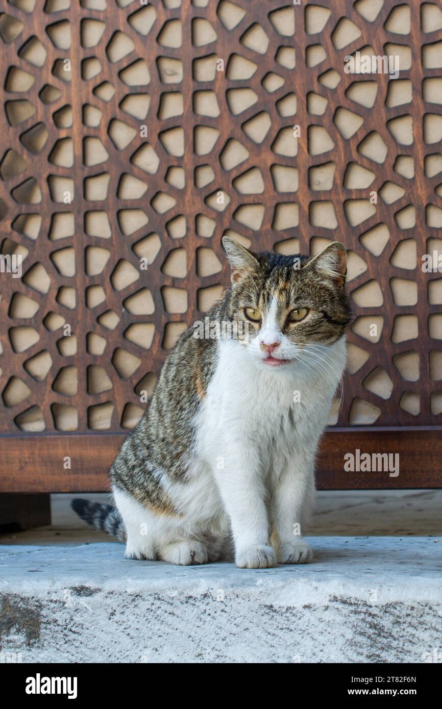 Gatto randagio in strada Foto Stock