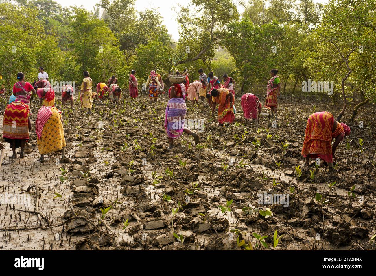 Sundarbans, India. 4 novembre 2023. Le donne indiane piantano giovani mangrovie germogliano in una piantagione di mangrovie. I Sundarbans sono la regione del delta del Gange nello stato del Bengala Occidentale, dove gli effetti del cambiamento climatico sono già visibili. L'erosione costiera causata dall'innalzamento del livello del mare, da cicloni sempre più forti e dall'aumento della salinità dell'acqua dolce sono tra i principali problemi per le persone che vivono nella regione. (Foto di Davide Bonaldo/SOPA Images/Sipa USA) credito: SIPA USA/Alamy Live News Foto Stock