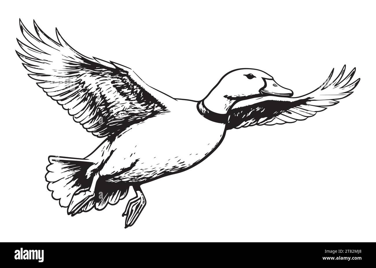 Duck Flying sketch dipinto vettoriale Bird Farm Illustrazione Vettoriale