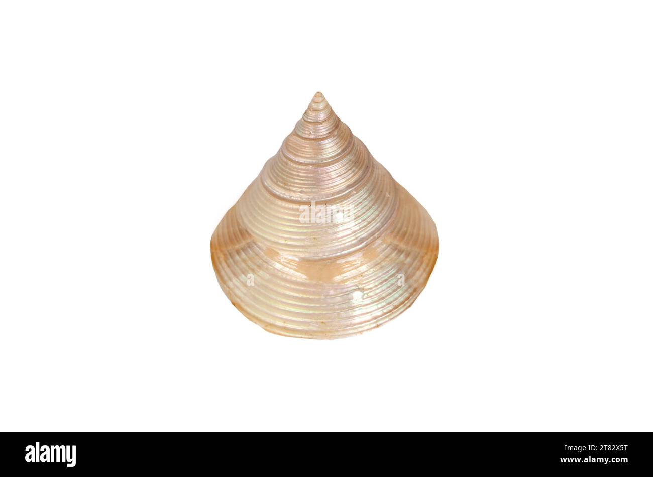 Calliostoma polacco zizyphinum shell. Isolato su sfondo bianco Foto Stock