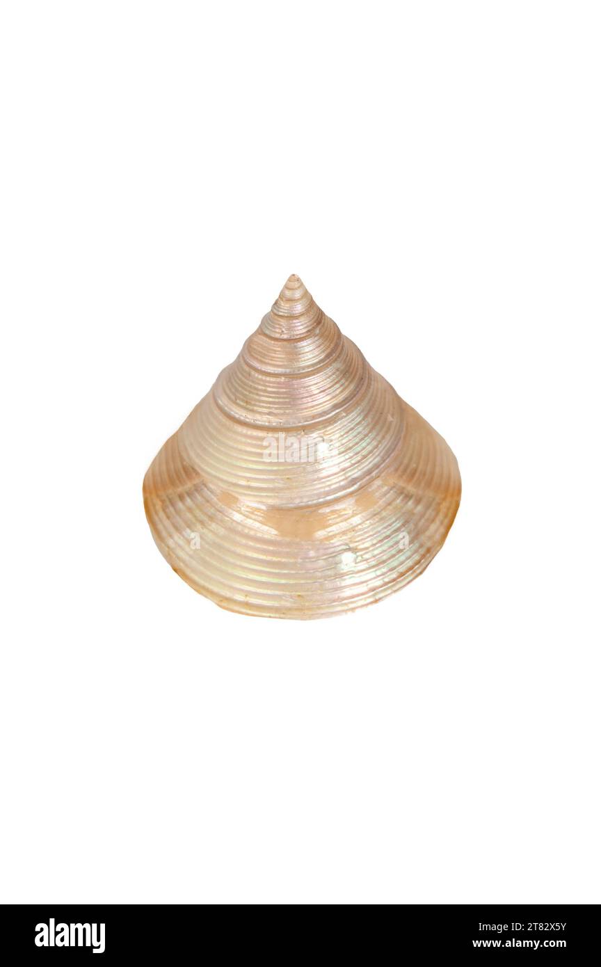 Calliostoma polacco zizyphinum shell. Isolato su sfondo bianco Foto Stock