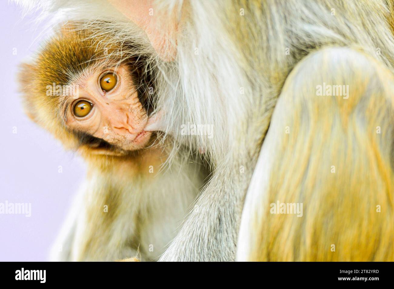 Scimmie del bangladesh immagini e fotografie stock ad alta risoluzione