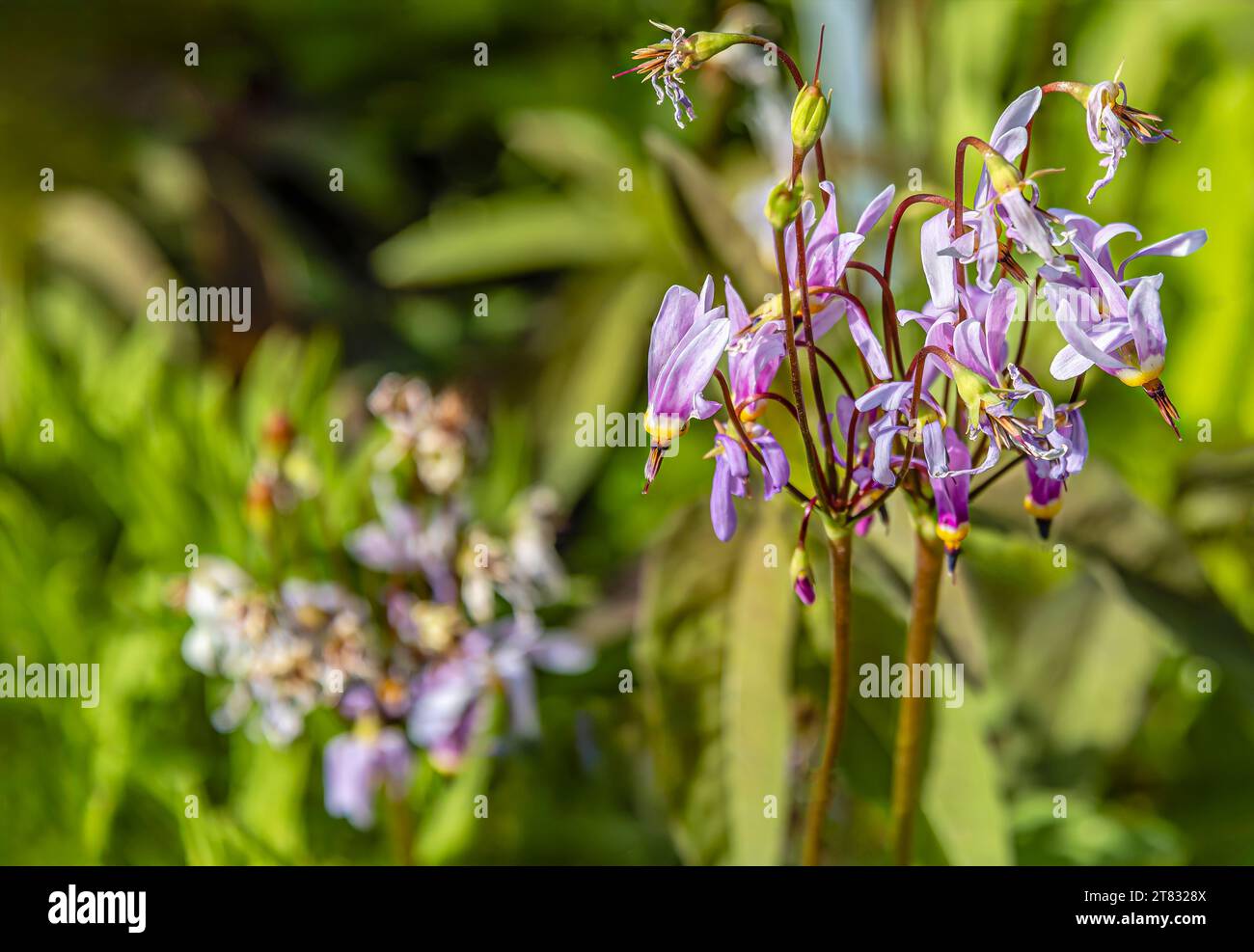 Primo piano di un fiore di Primula meadia, (meadia di Dodecatheon) Foto Stock