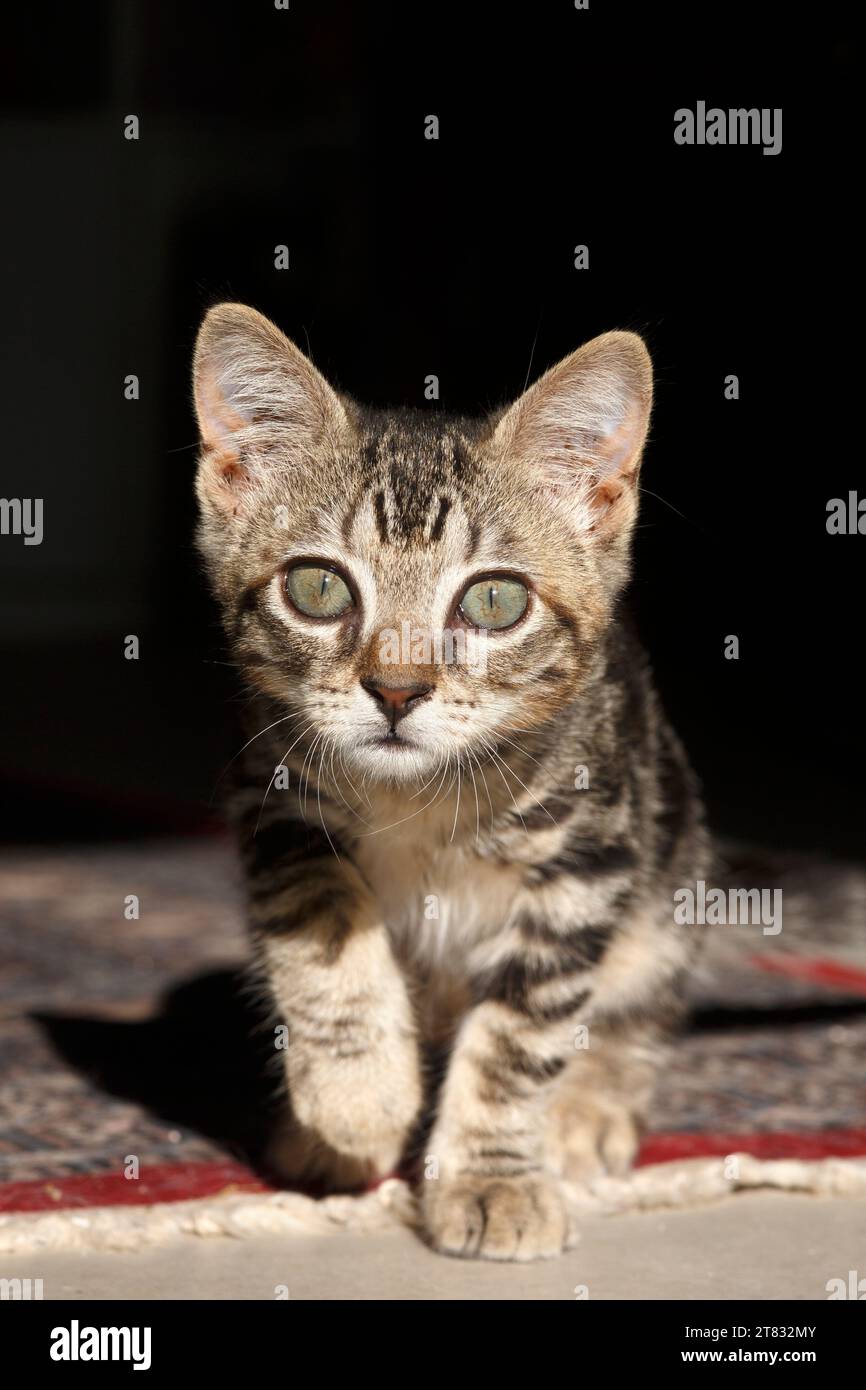 Un gattino tabby che segue la telecamera Foto Stock