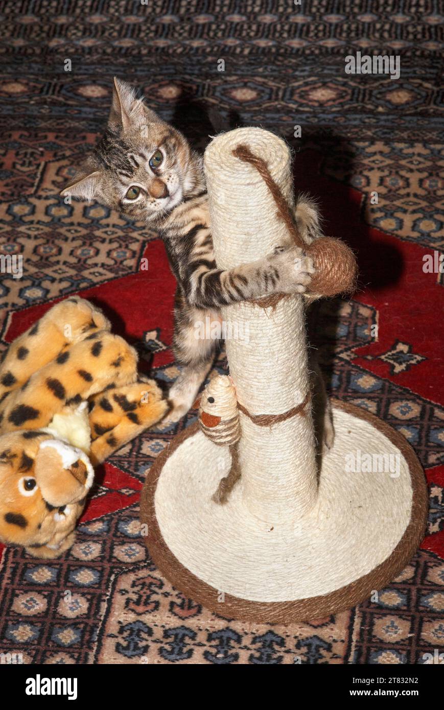Un gattino tabby che gioca con i giocattoli e si arrampica su un palo da graffiare Foto Stock