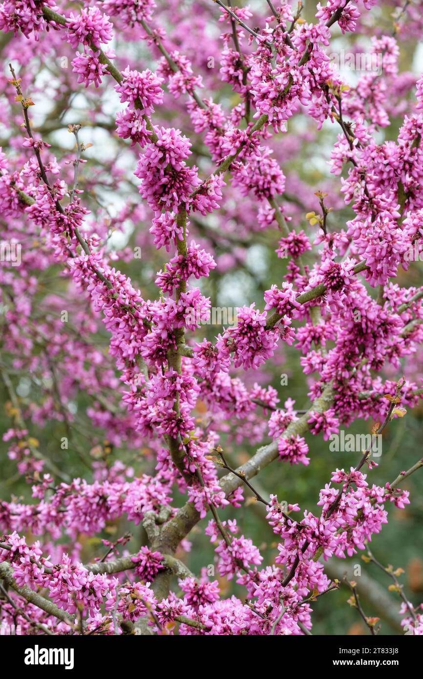 Cercis siliquastrum, comunemente noto come albero di Giuda o albero di Giuda. Fiori rosa scuro a fine primavera/inizio estate Foto Stock