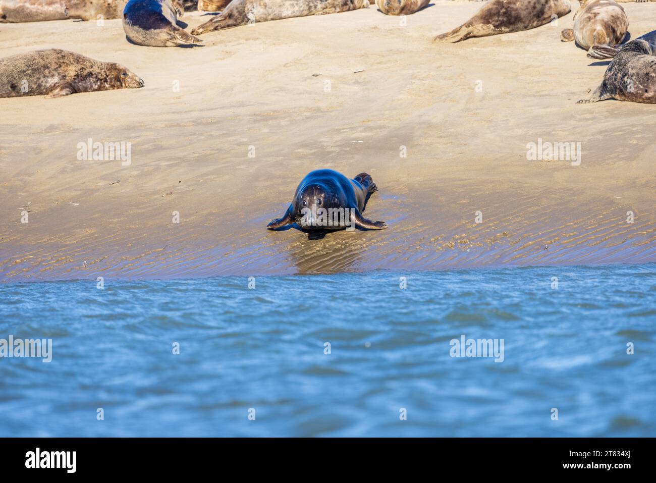 Phoques gris sur un banc de Sable, Francia, Côte d'opale, hiver Foto Stock